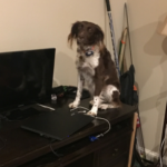 dog and computer
